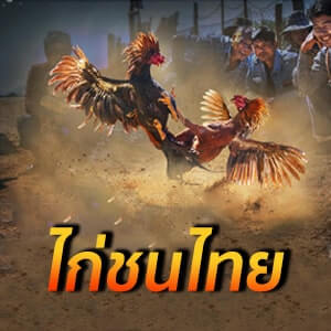 แทงไก่ชนไทยออนไลน์ โดย UFABET